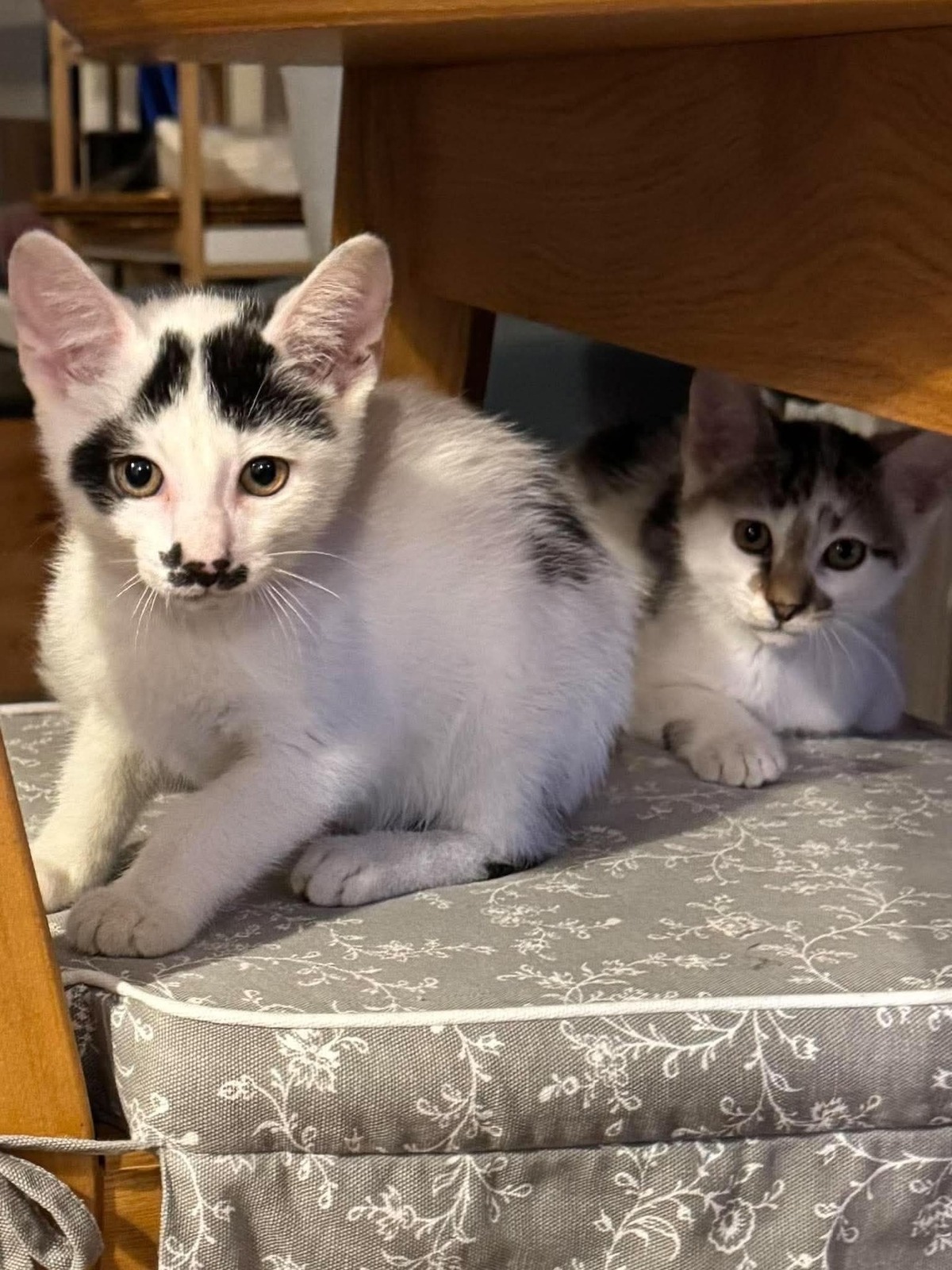 Adoption Truffo 