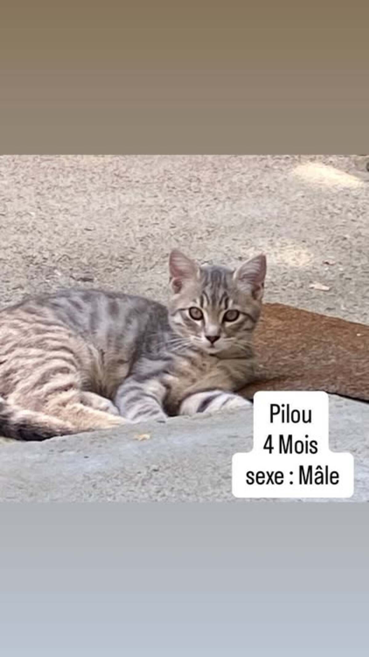 Adoption Pilou