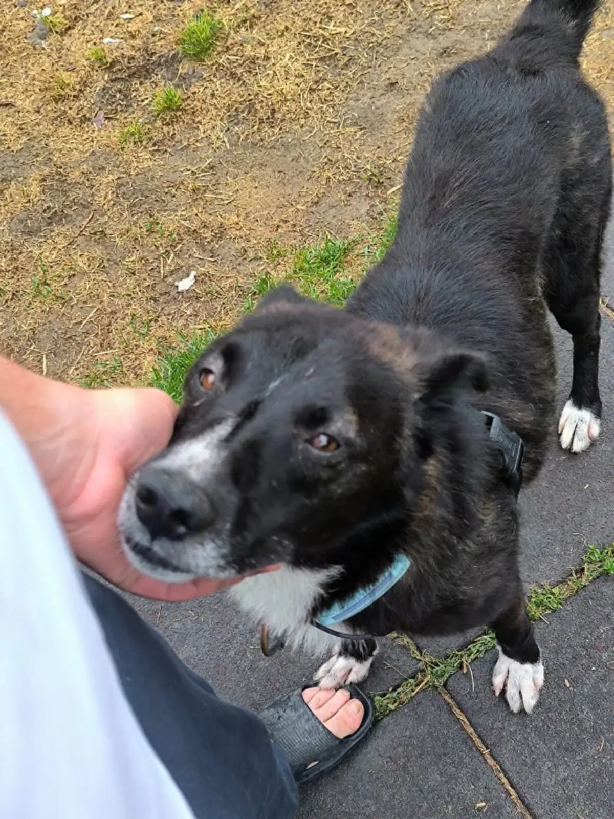 Adoption Zoomiz
