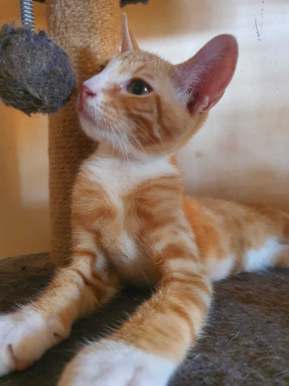 Adoption Colombo