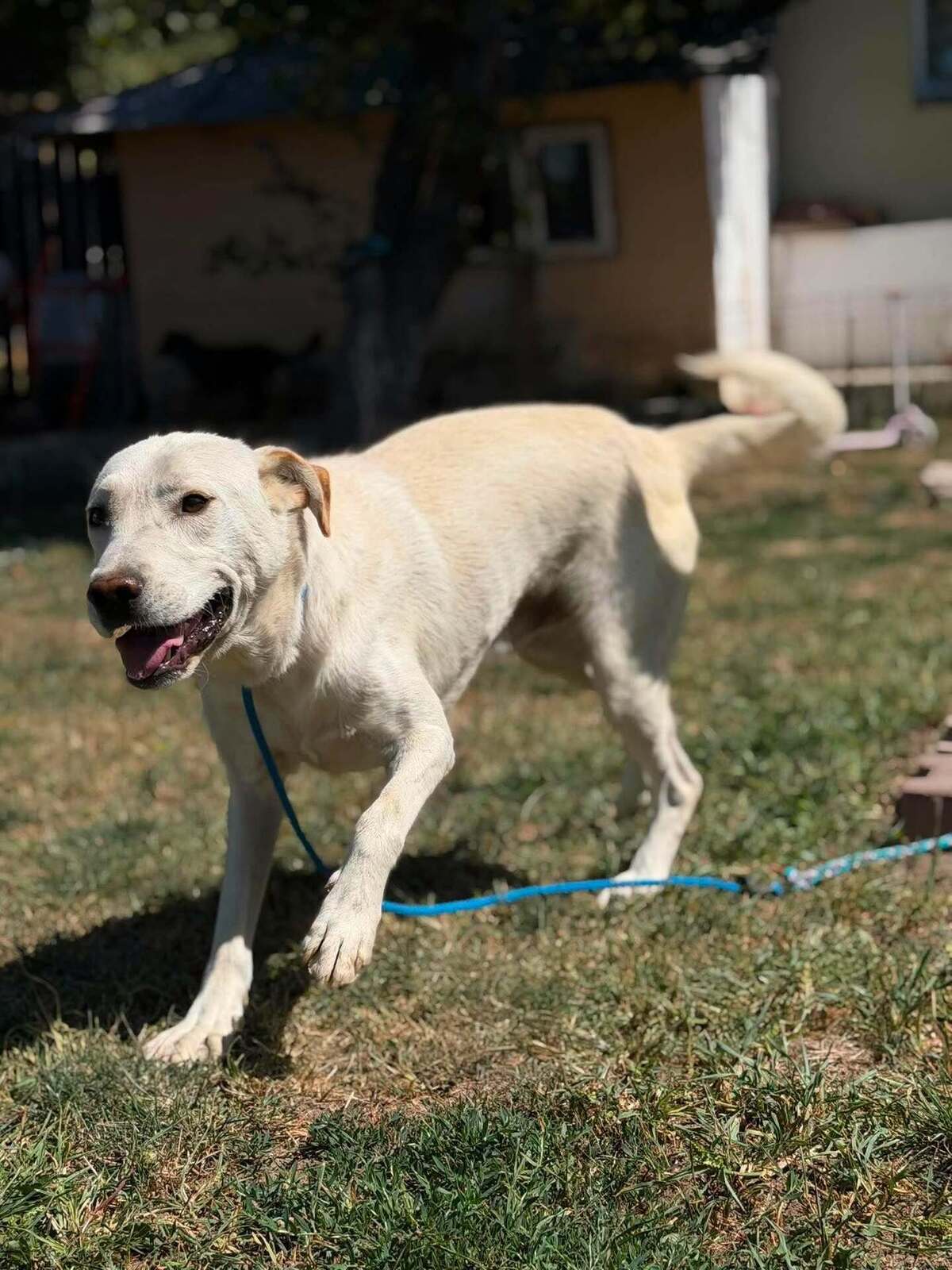 Adoption Solis