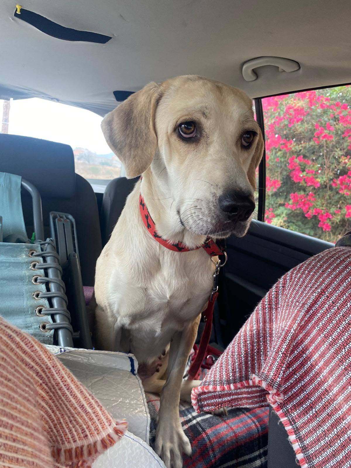 Adoption Elsie