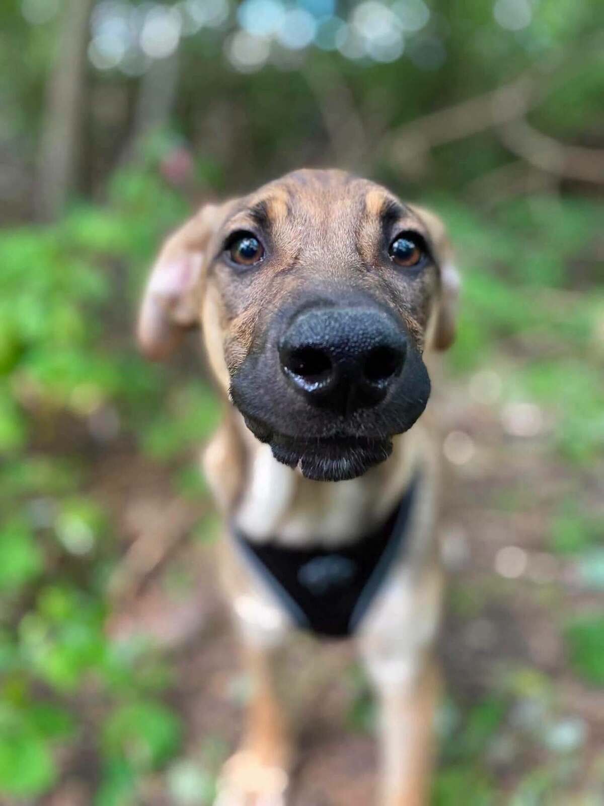 Adoption Larson