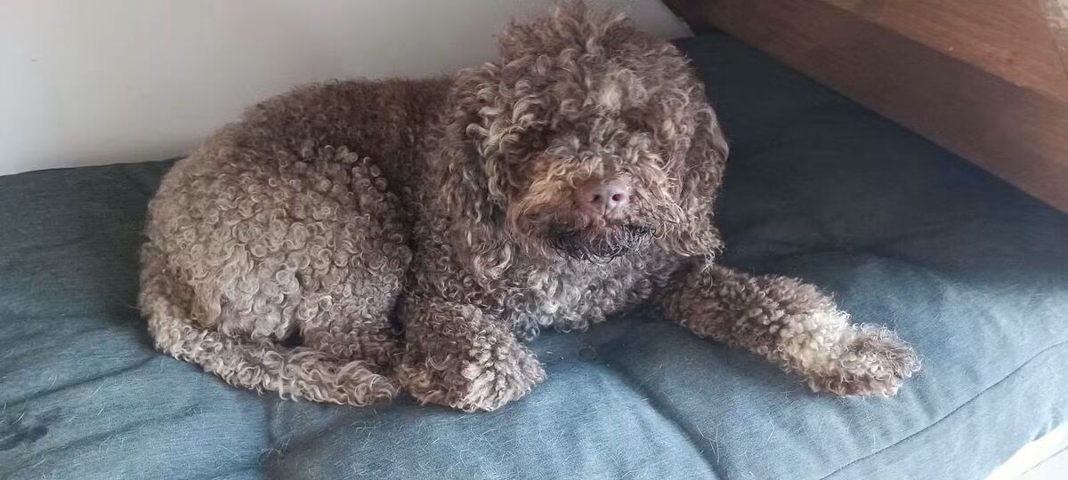Adoption Emile