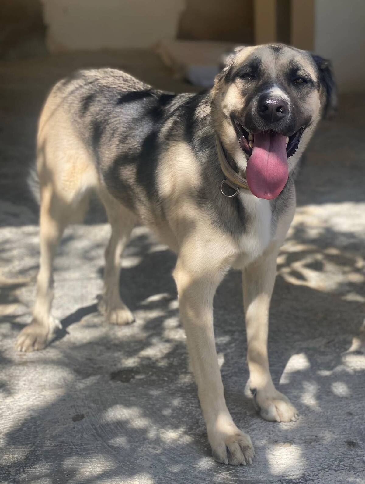 Adoption Poppy