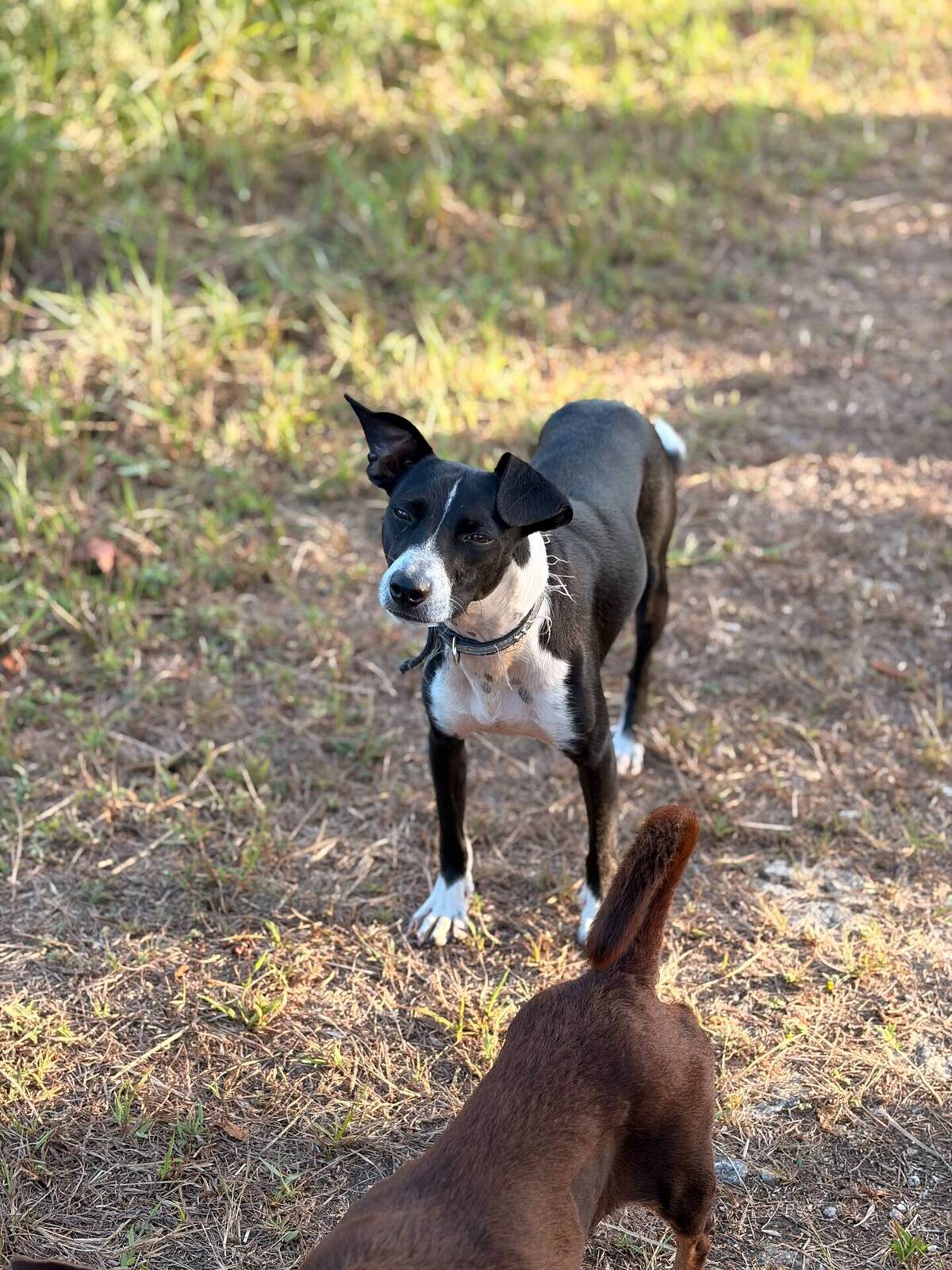 Adoption Frisco
