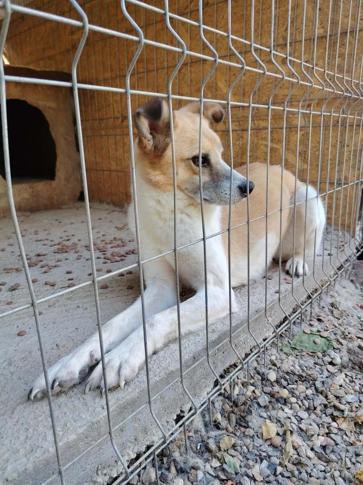 Adoption Honey
