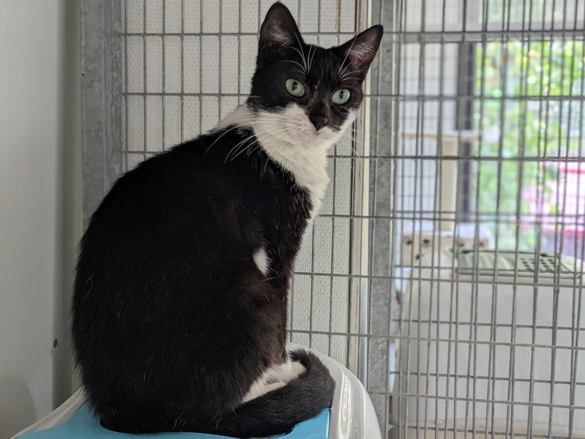 Adoption Alba