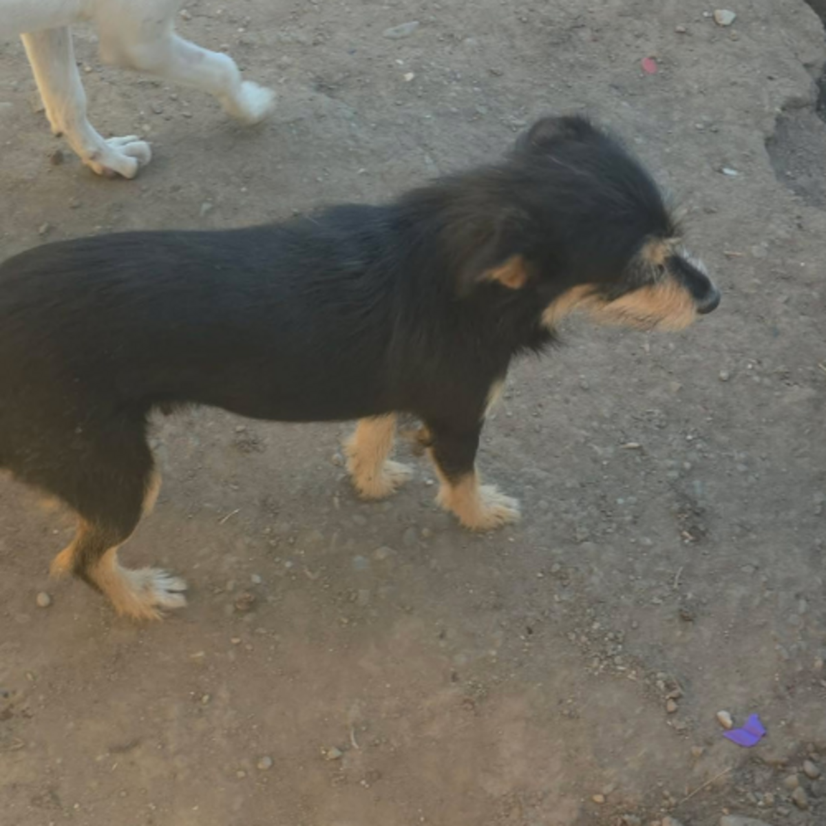 Adoption Canelle