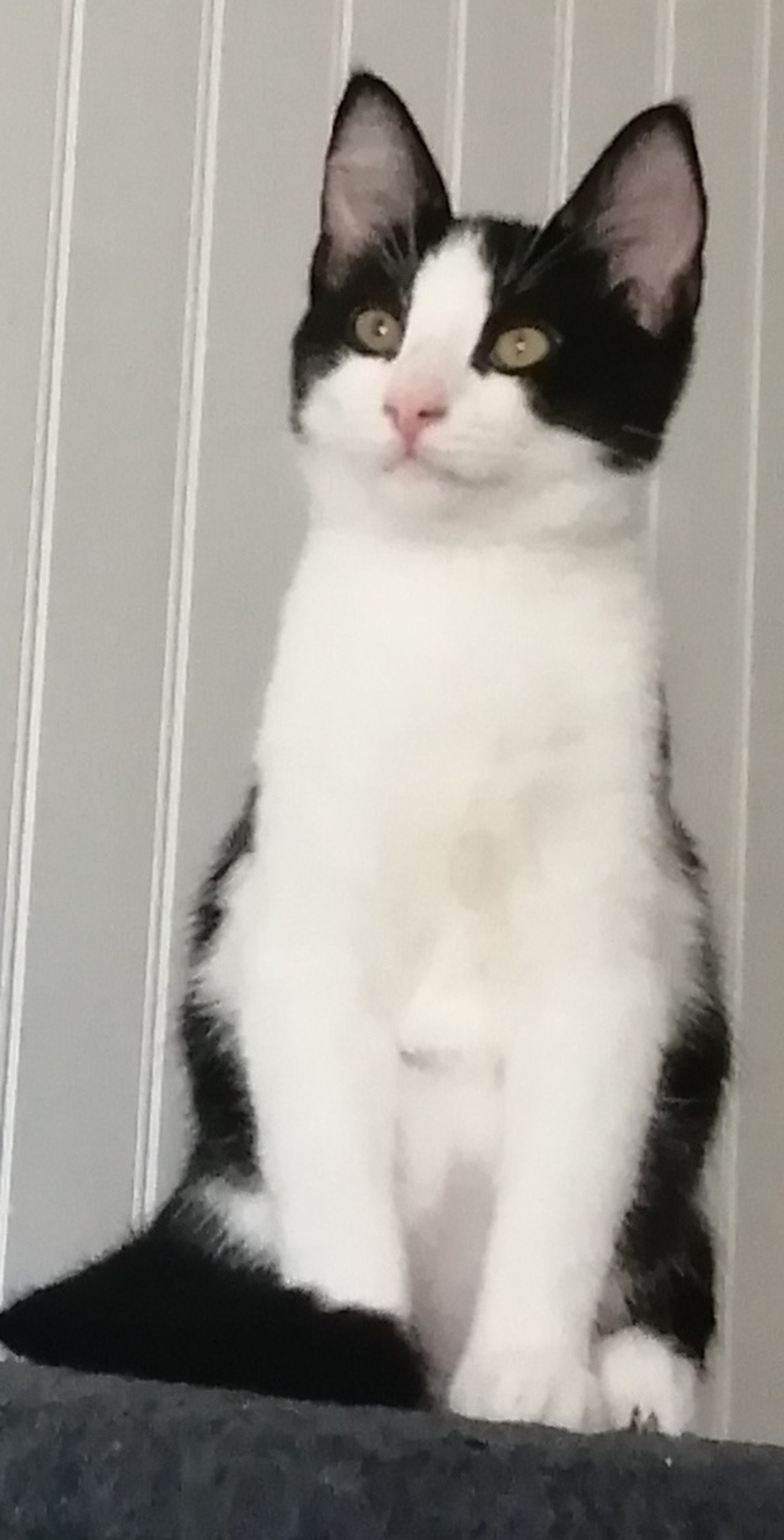 Adoption BAMBOU