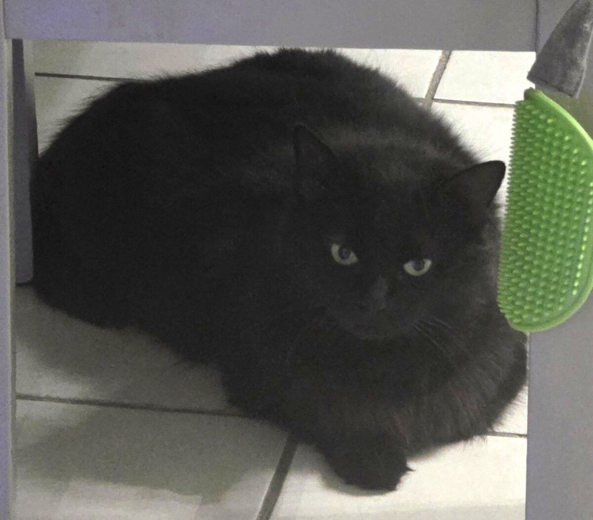 Adoption Duchesse