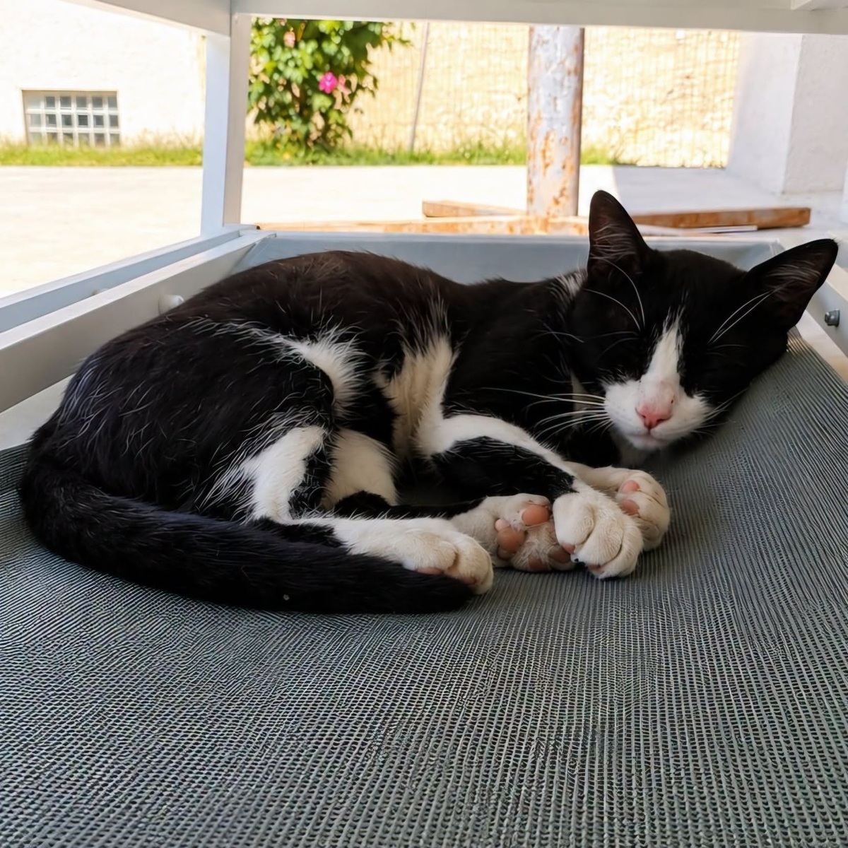 Adoption GASTON