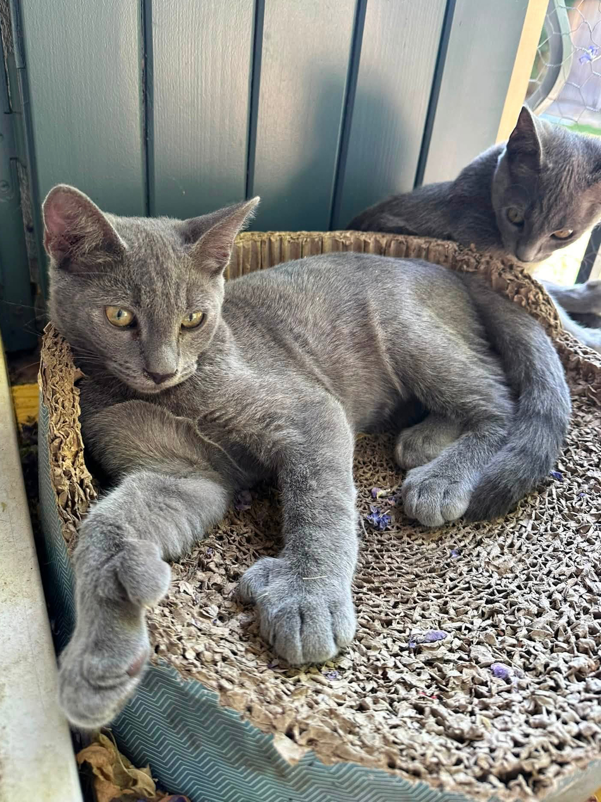 Adoption GRIZZLI & NOUGAT
