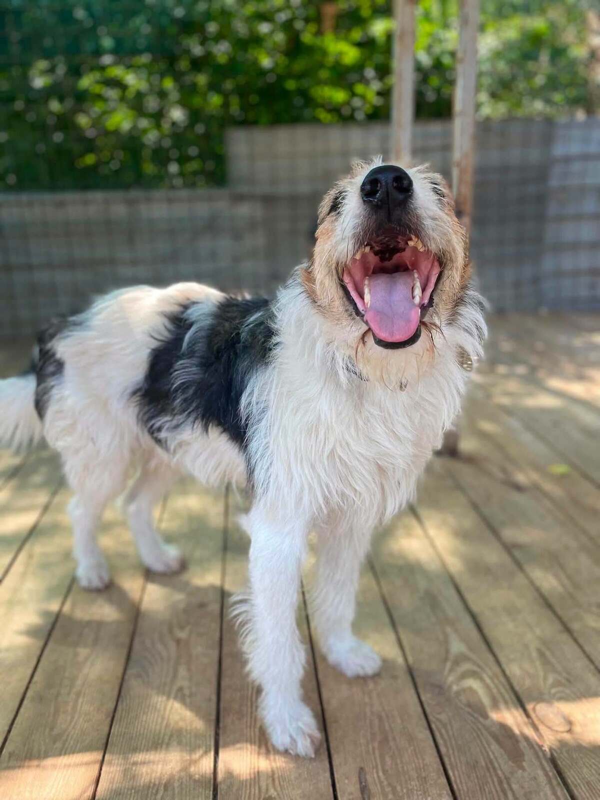 Adoption Barbos