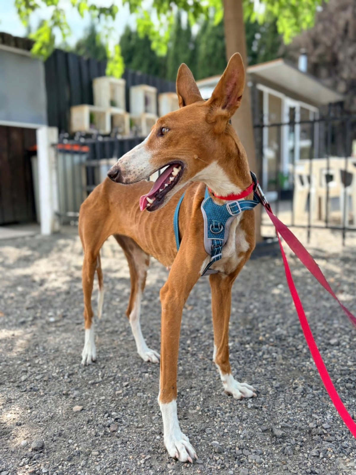 Adoption ibiza