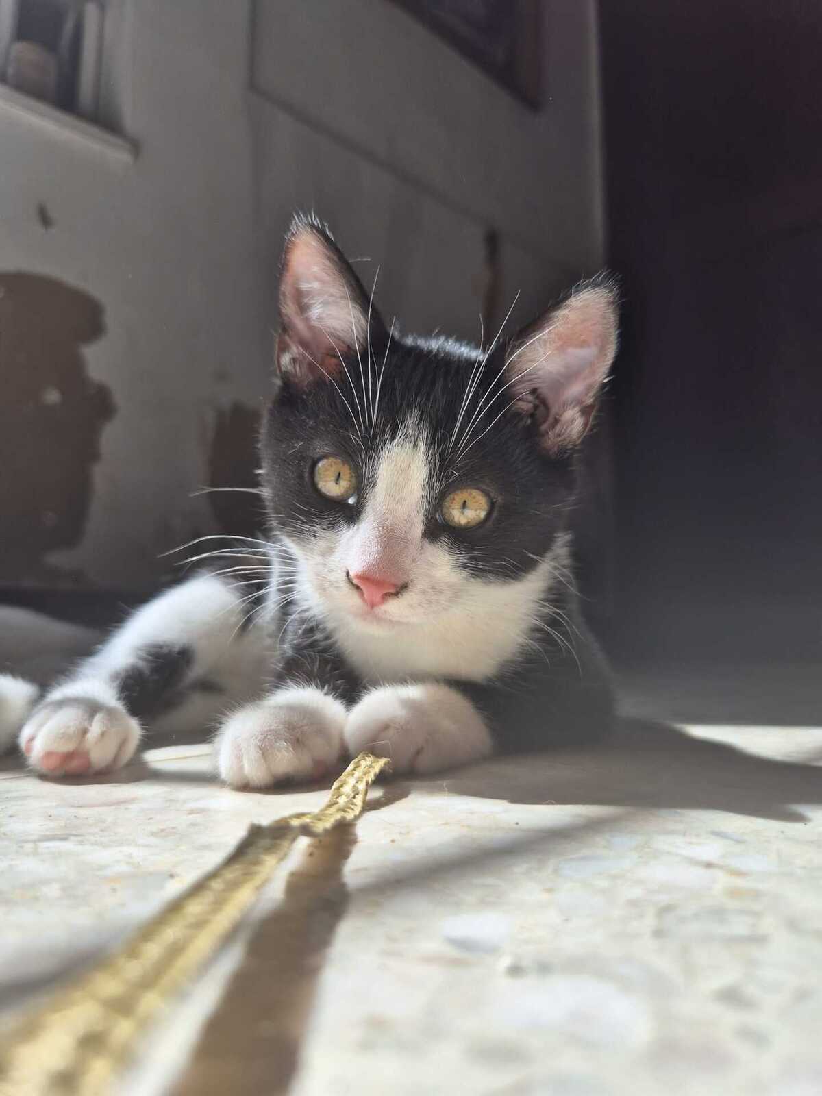 Adoption Stomy