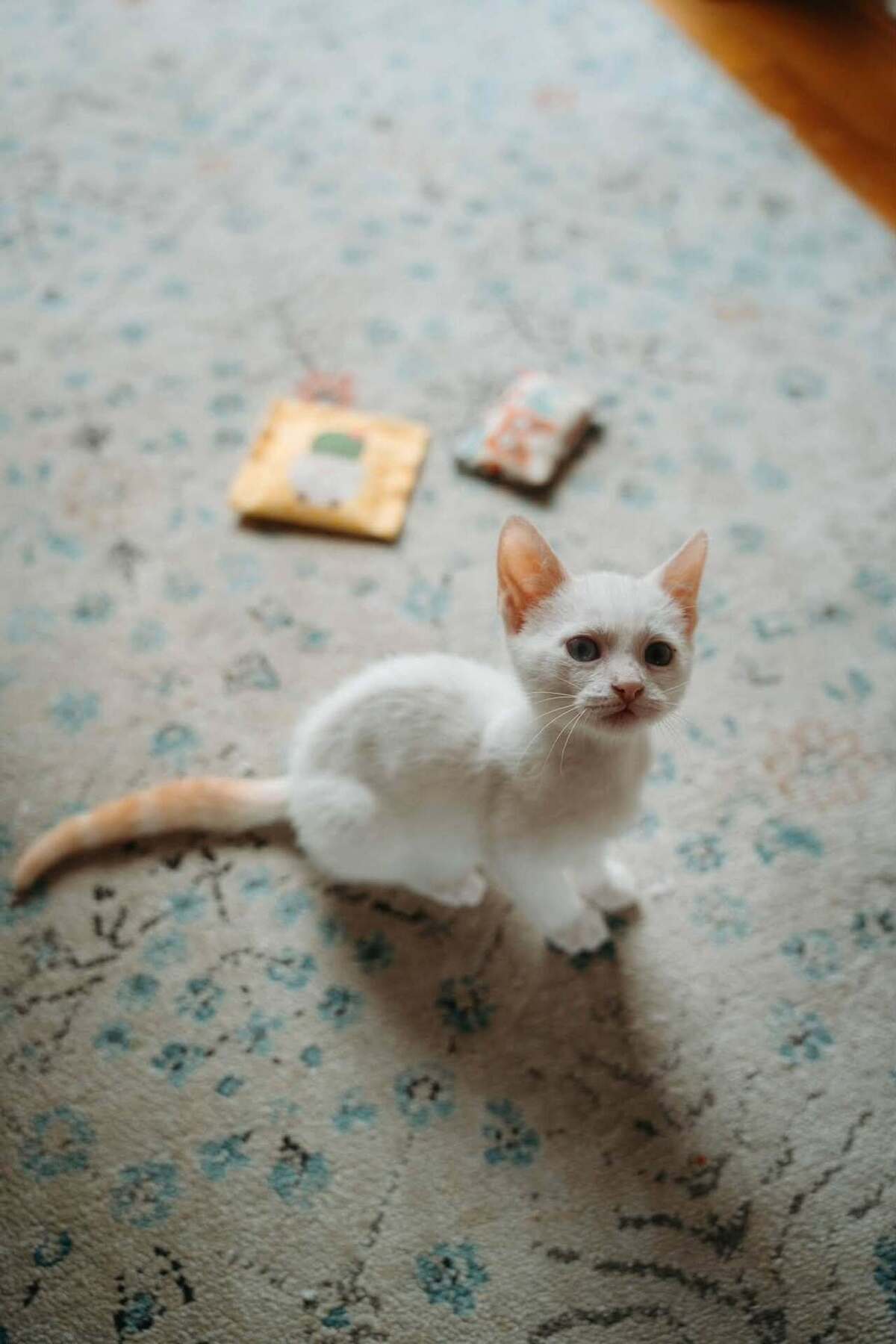 Adoption KIMCHI