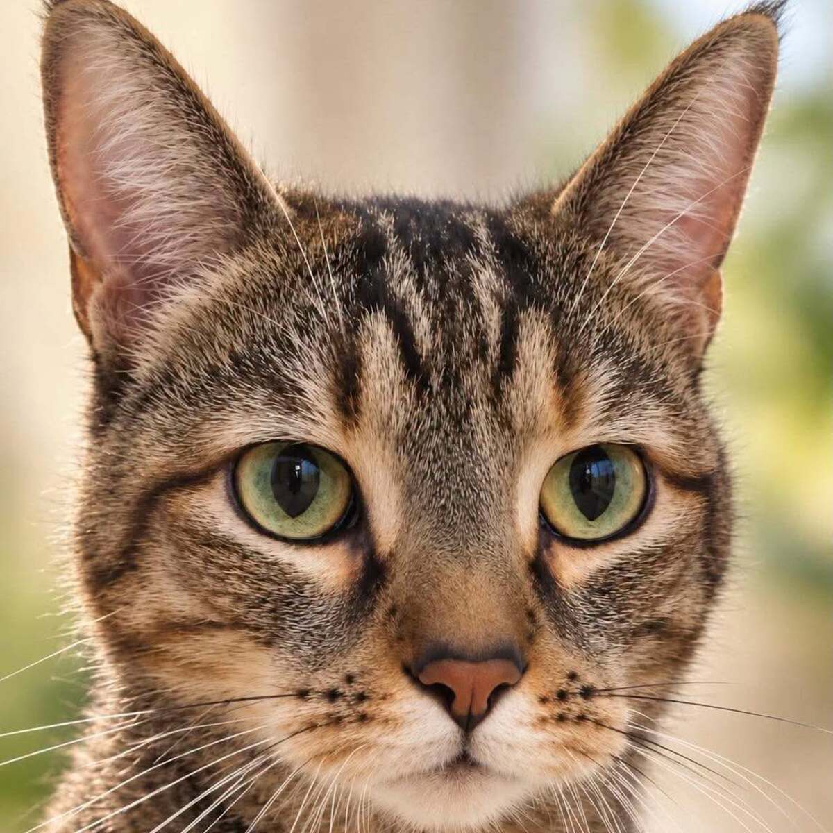 Adoption Sweety 