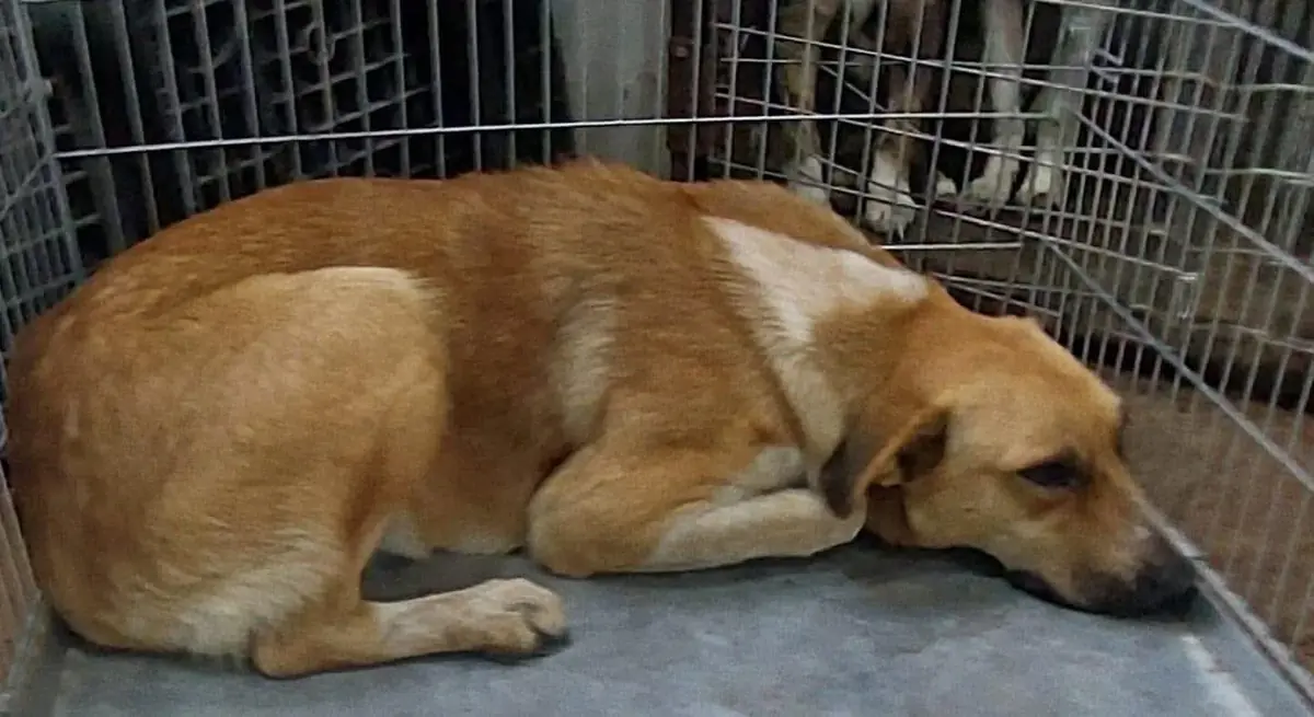 Adoption Tâm