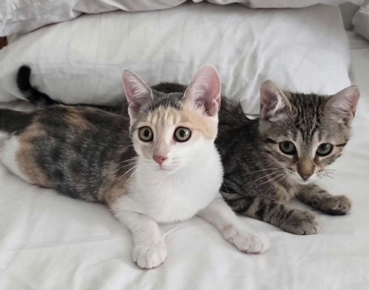 Adoption Ranine et Mayssa