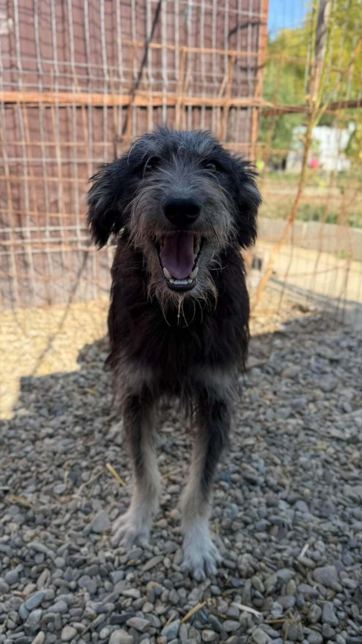 Adoption Nori