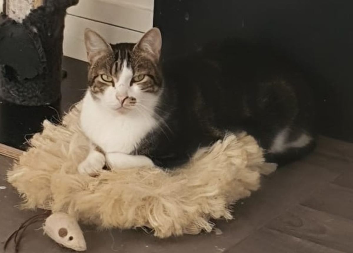 Adoption Stitch