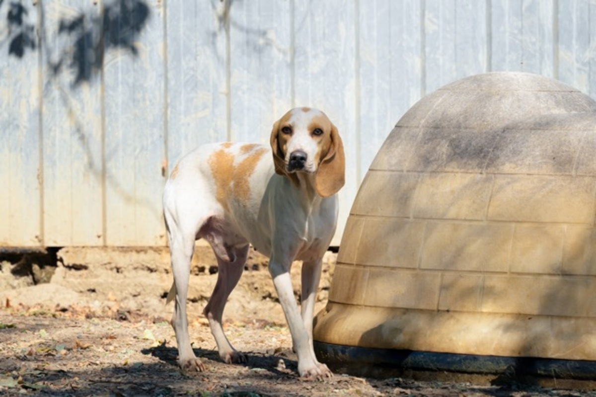 Adoption Lucky