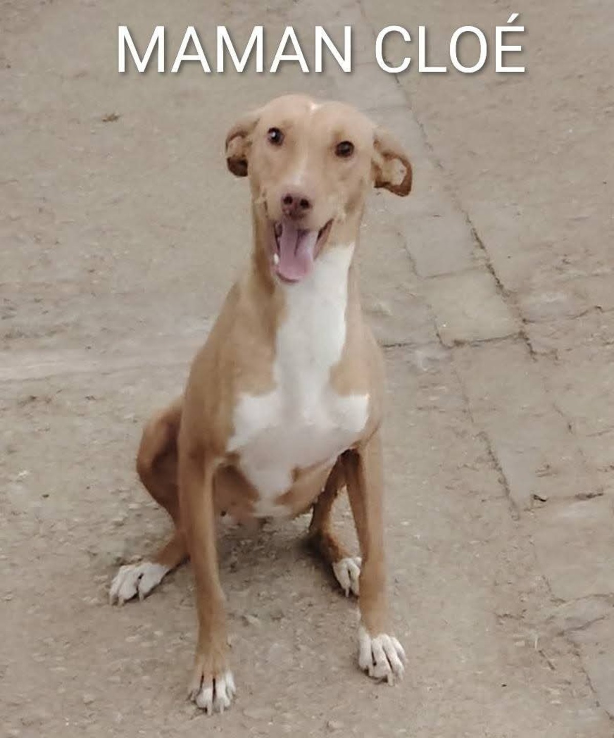 Adoption Cloe
