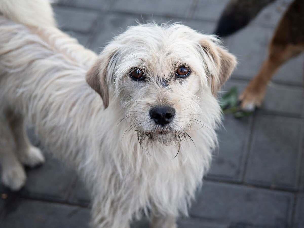 Adoption Florette