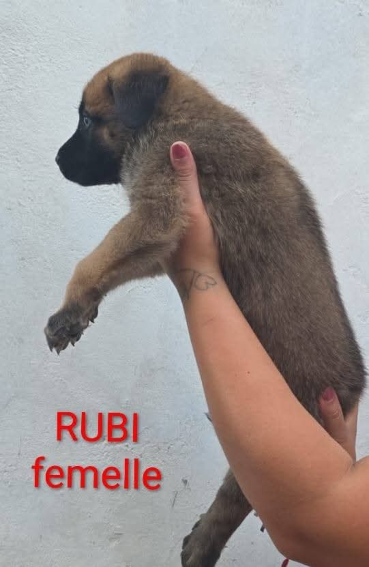 Adoption Rubi
