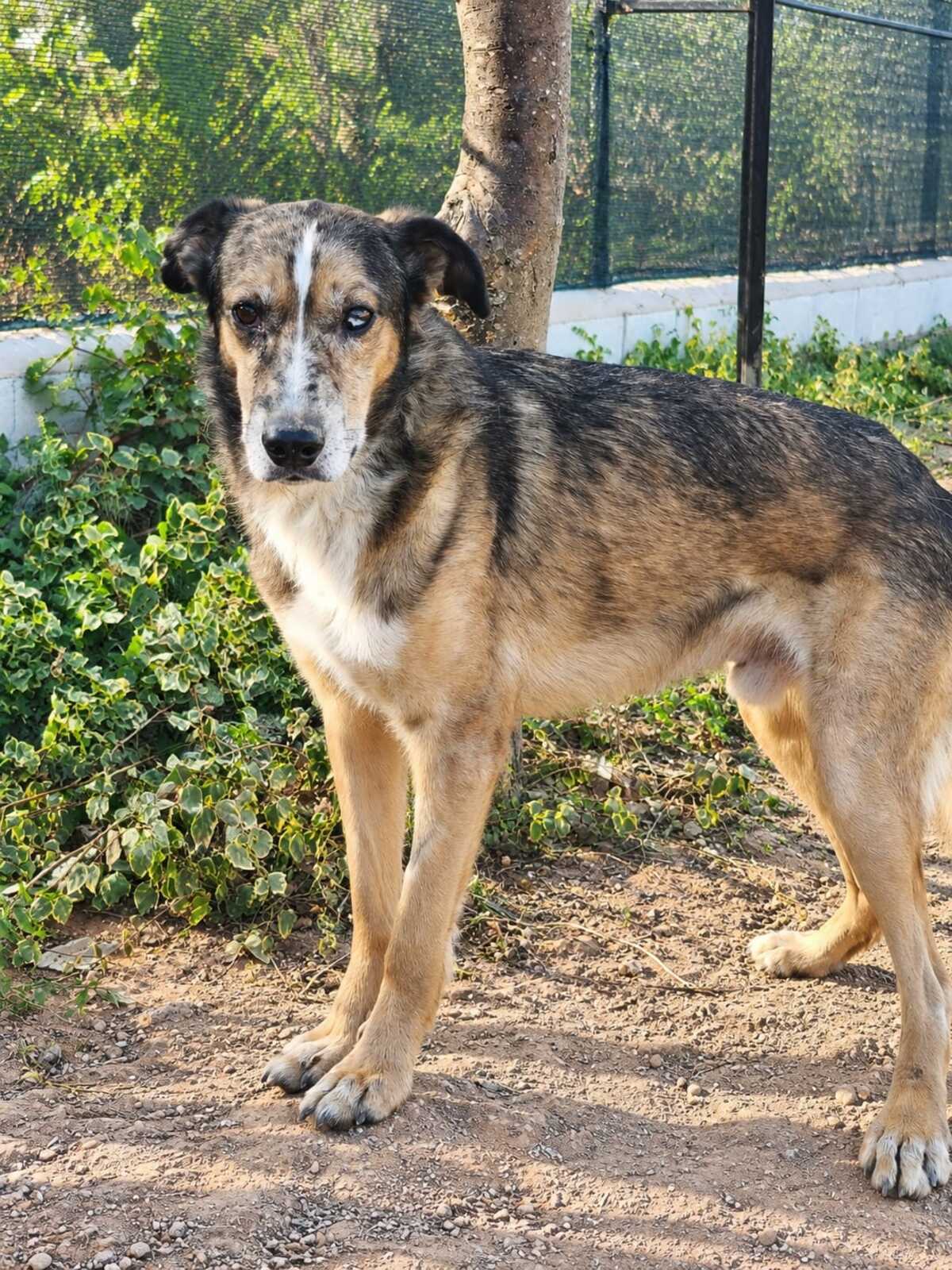 Adoption Ligero