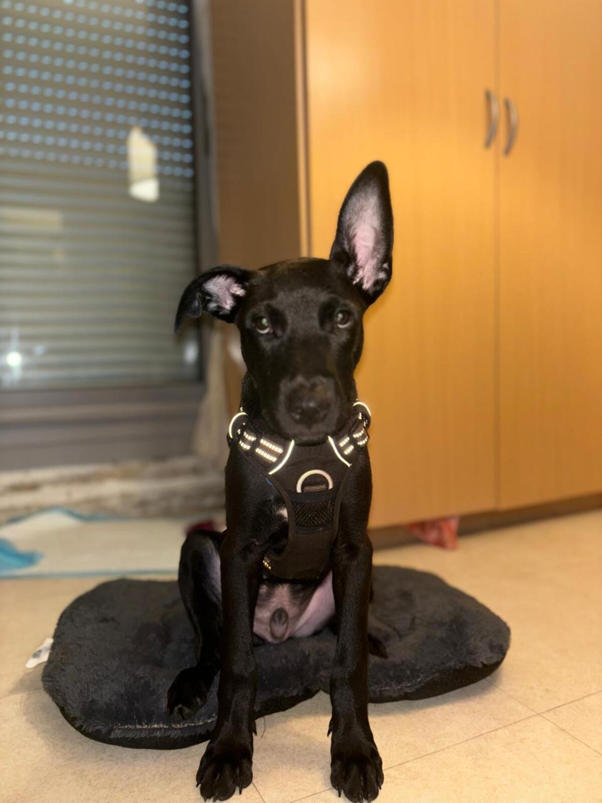 Adoption Brownie 