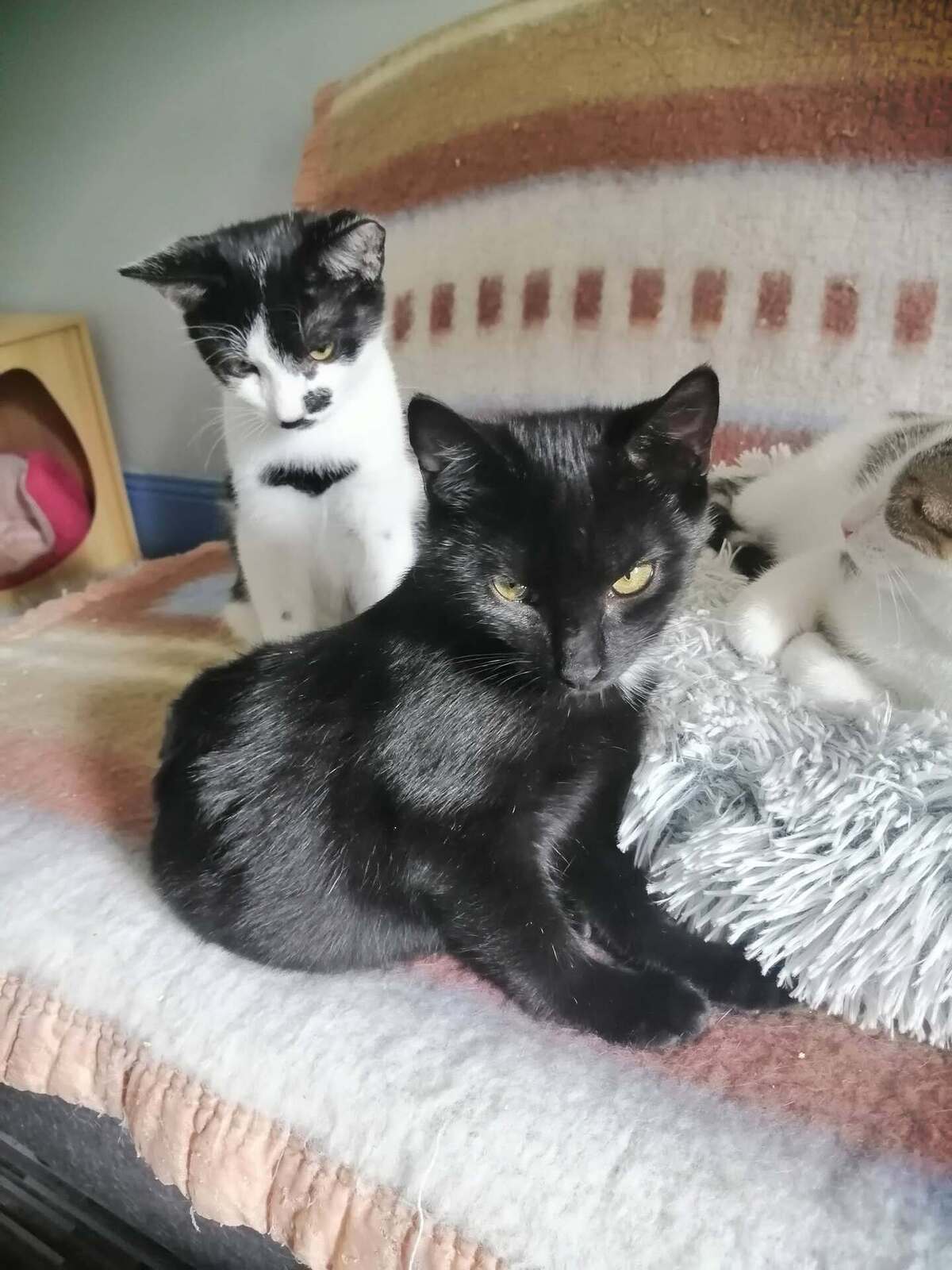 Adoption Bilbo