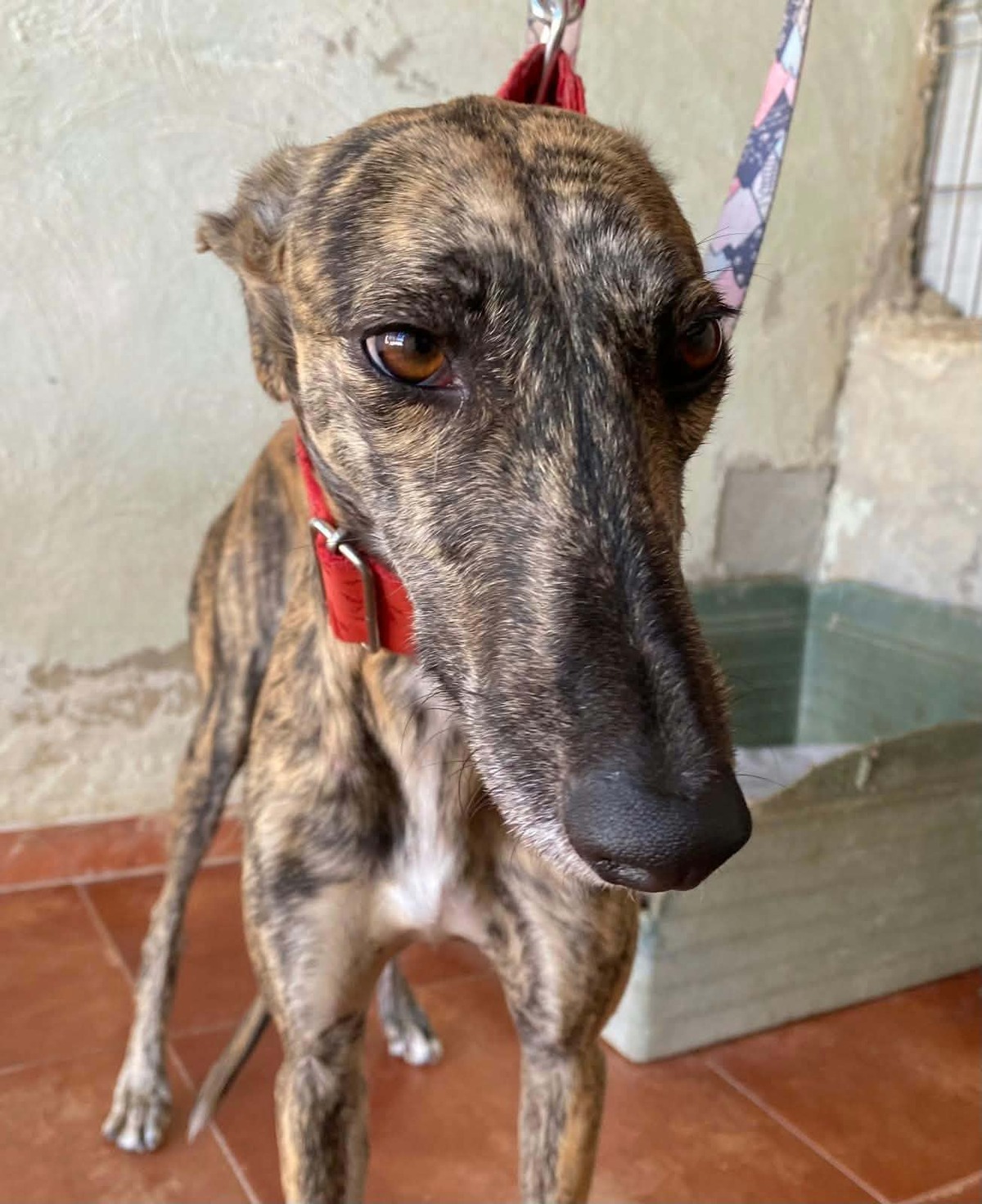 Adoption Mandarina