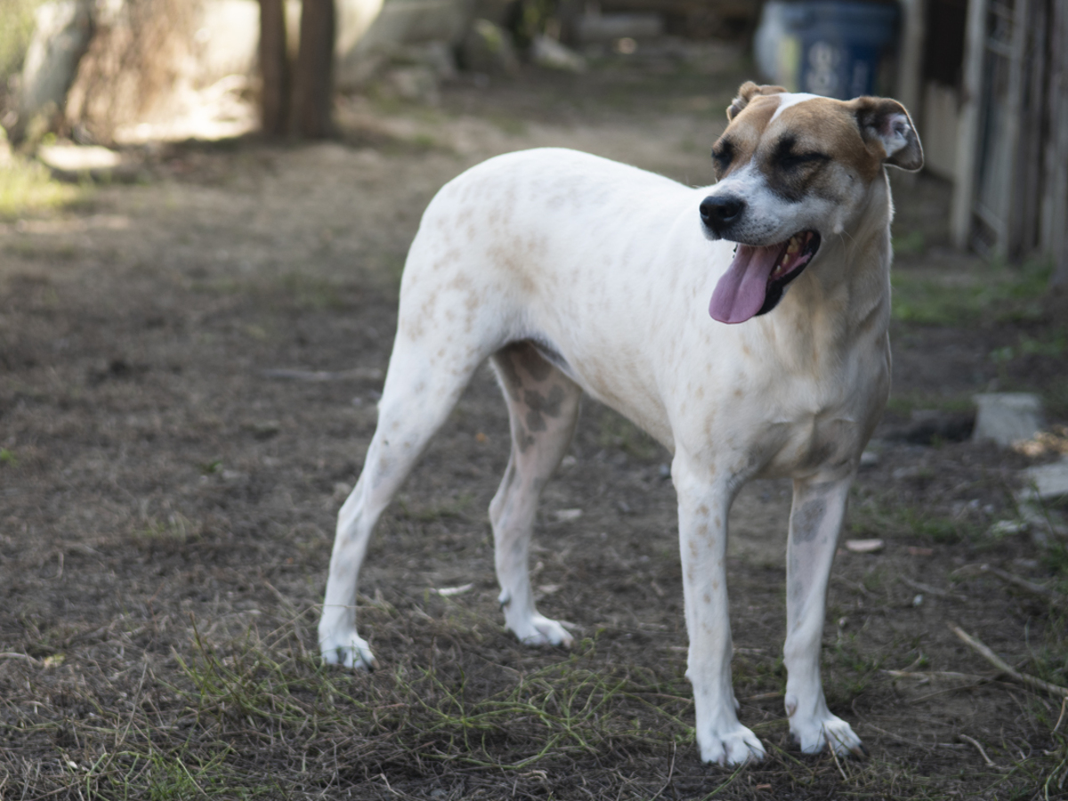 Adoption Bambie