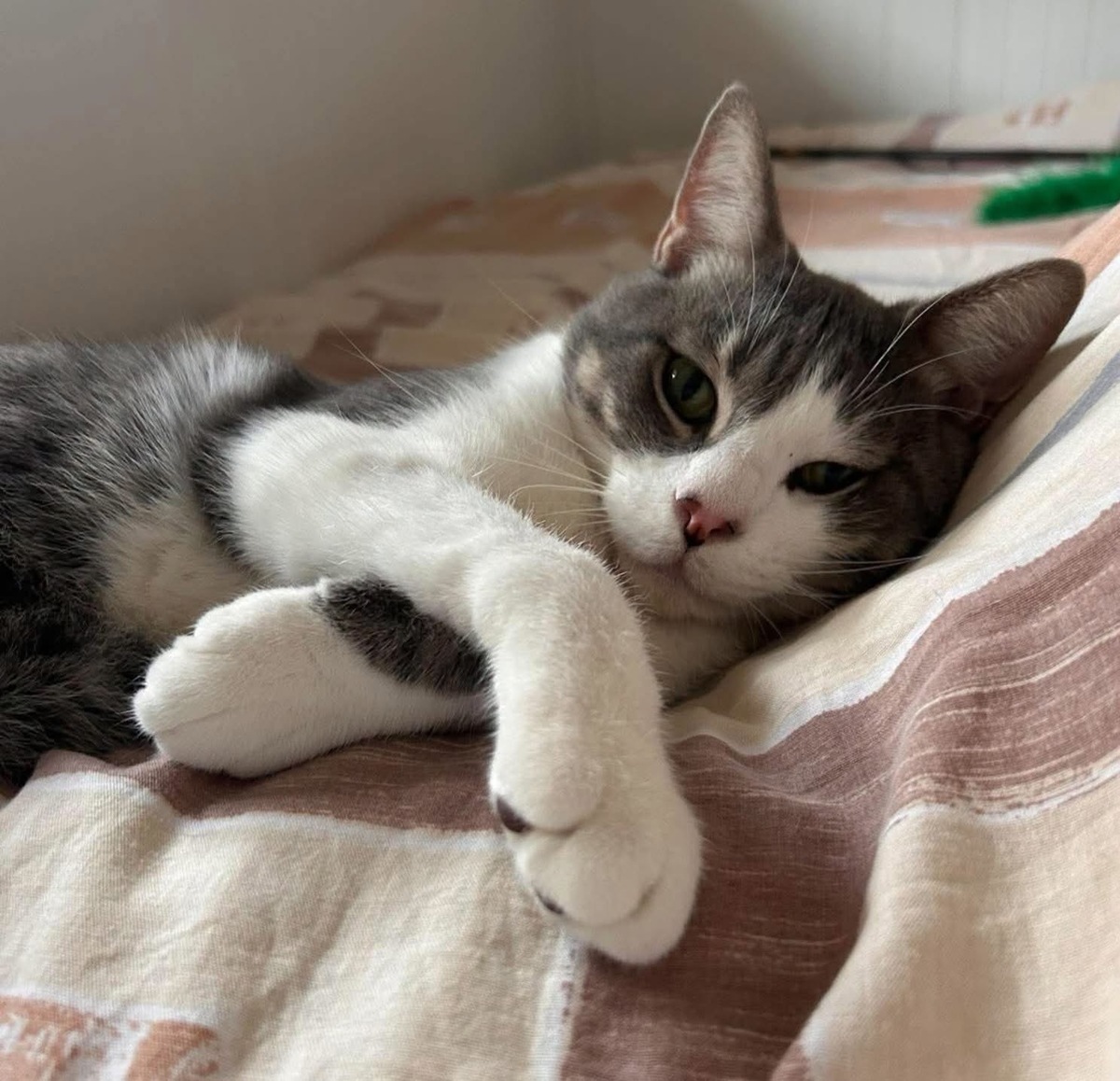 Adoption MIAOUSS