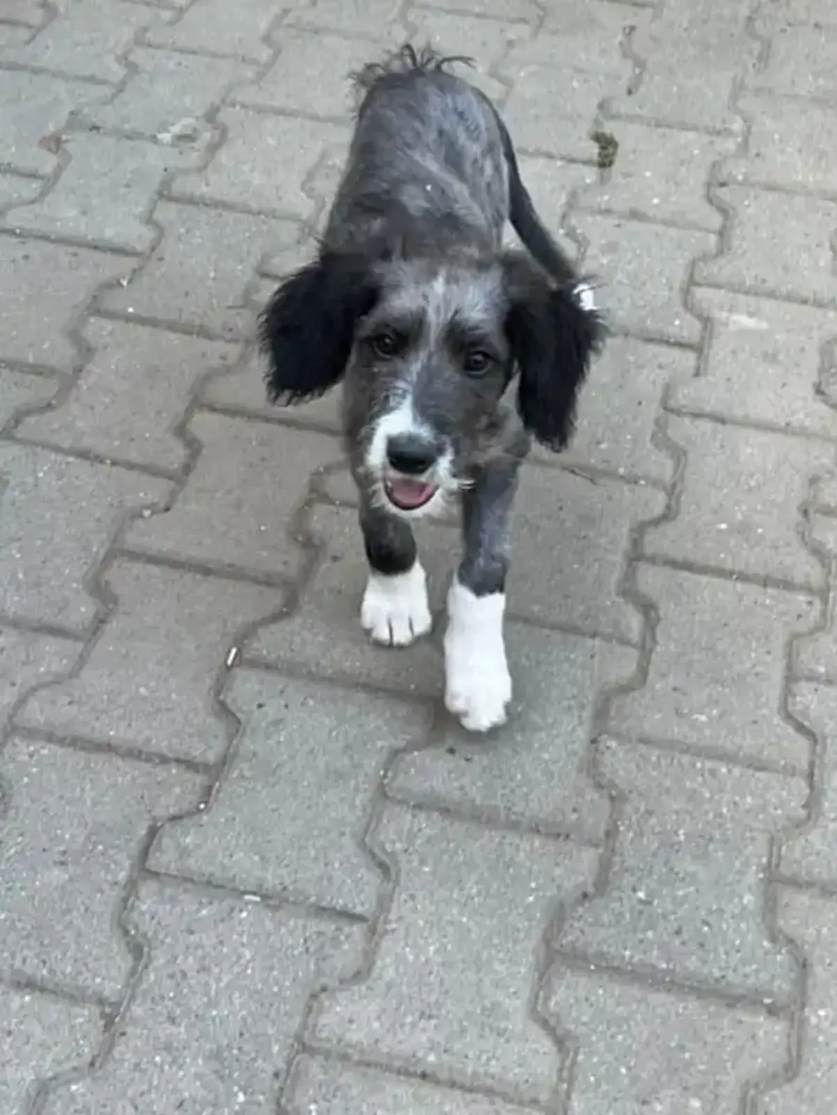 Adoption Armin