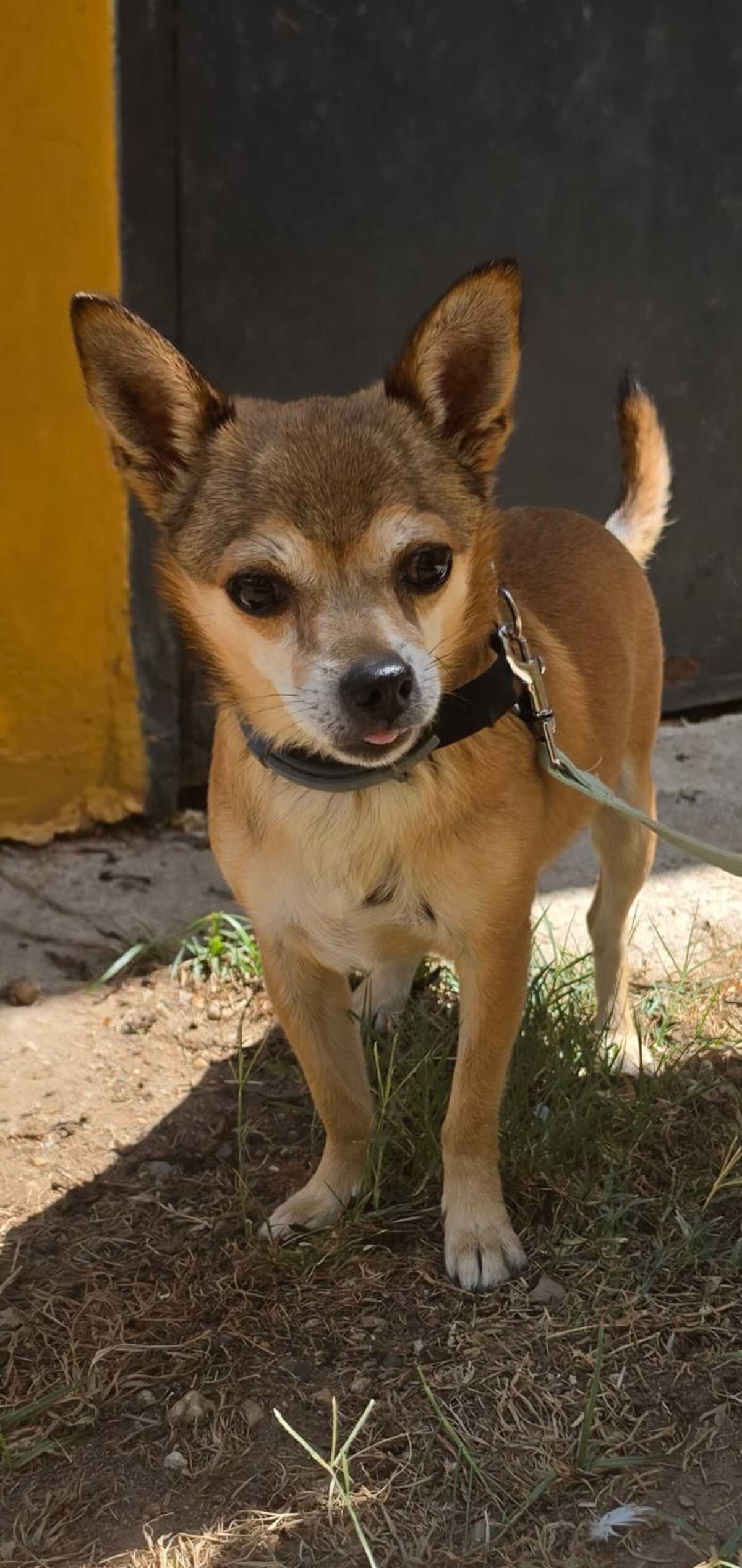 Adoption Ziro