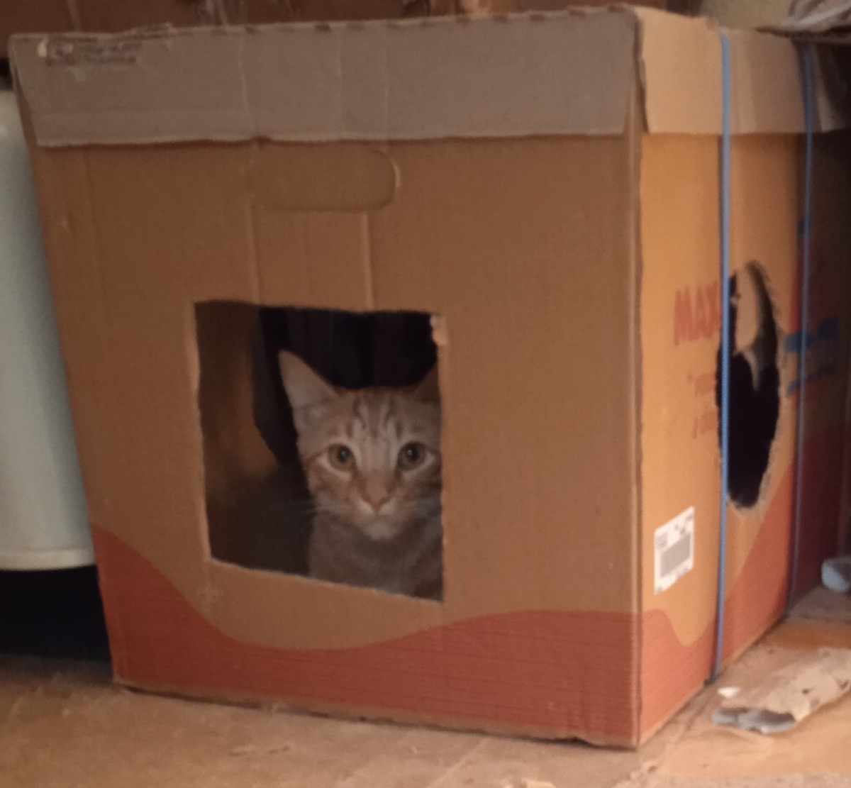 Adoption Lowe et Saphyr