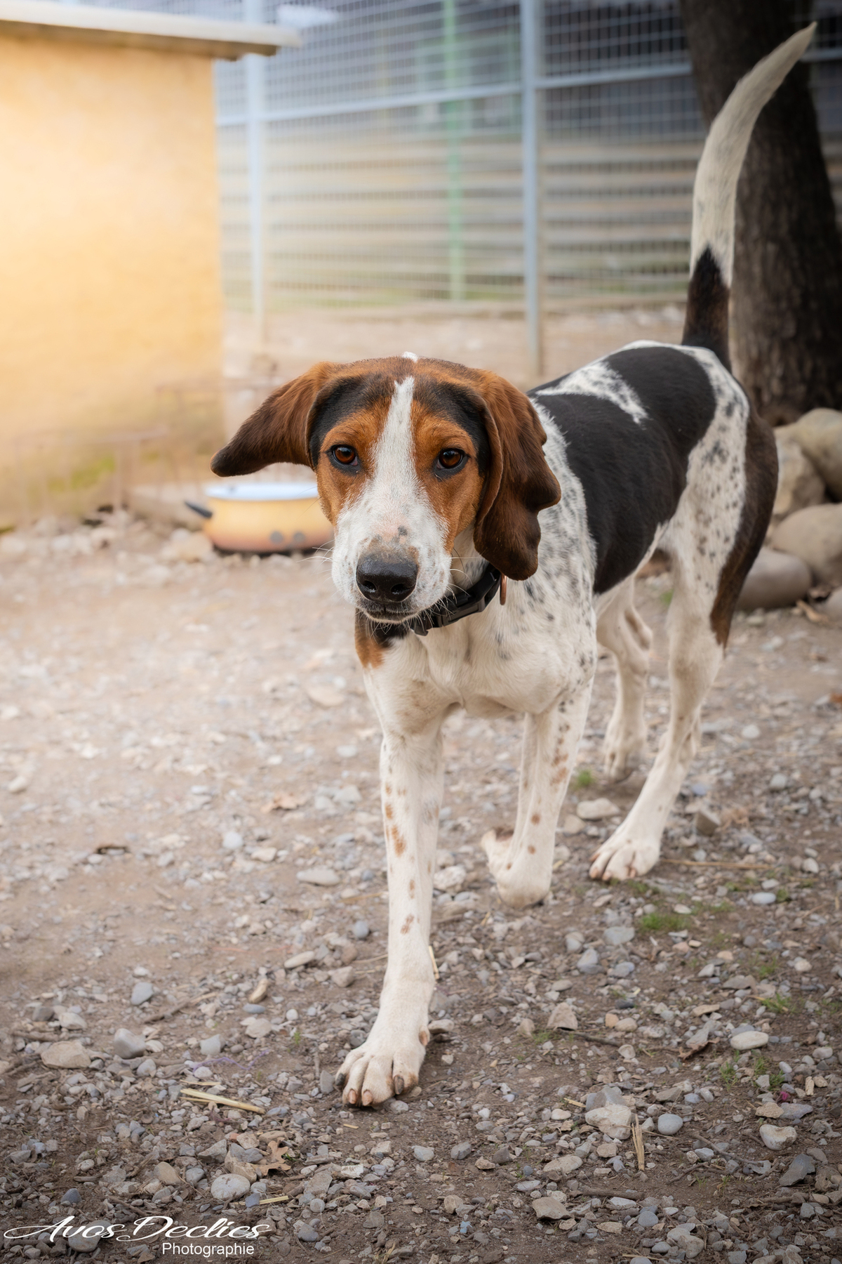 Adoption Rio