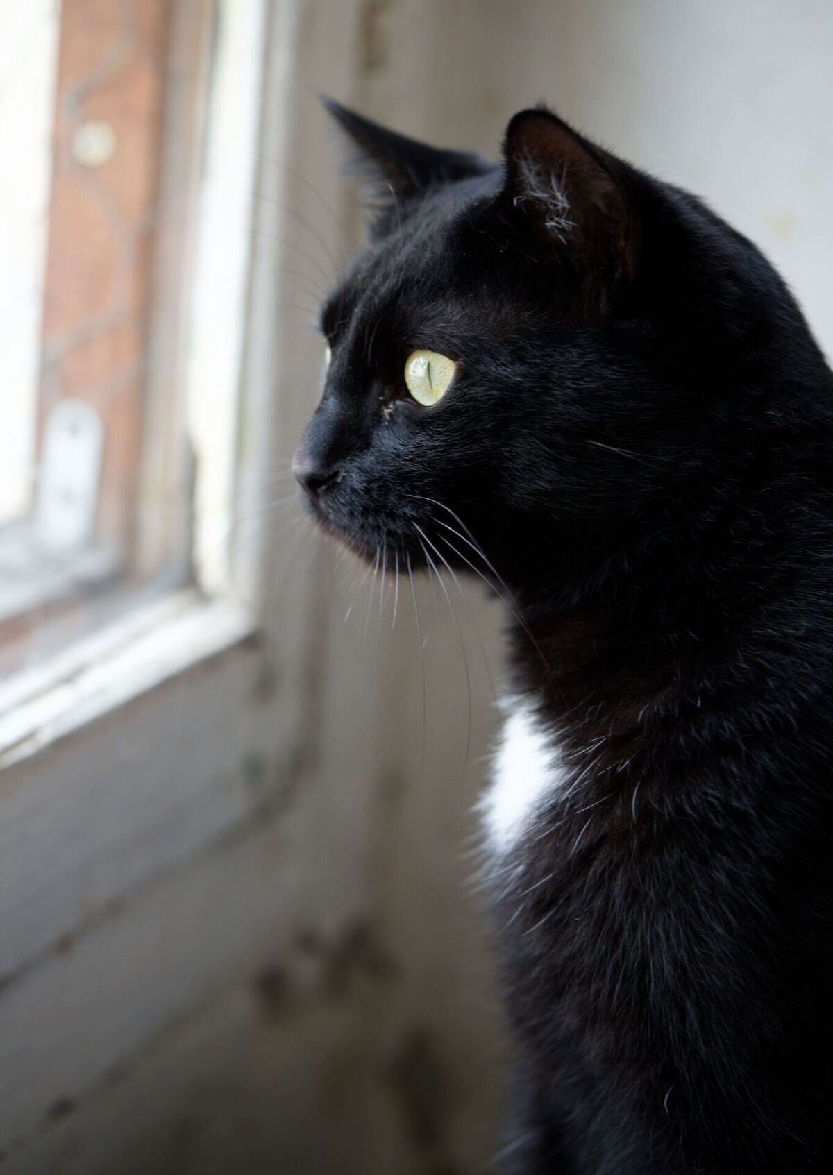 Adoption Arka