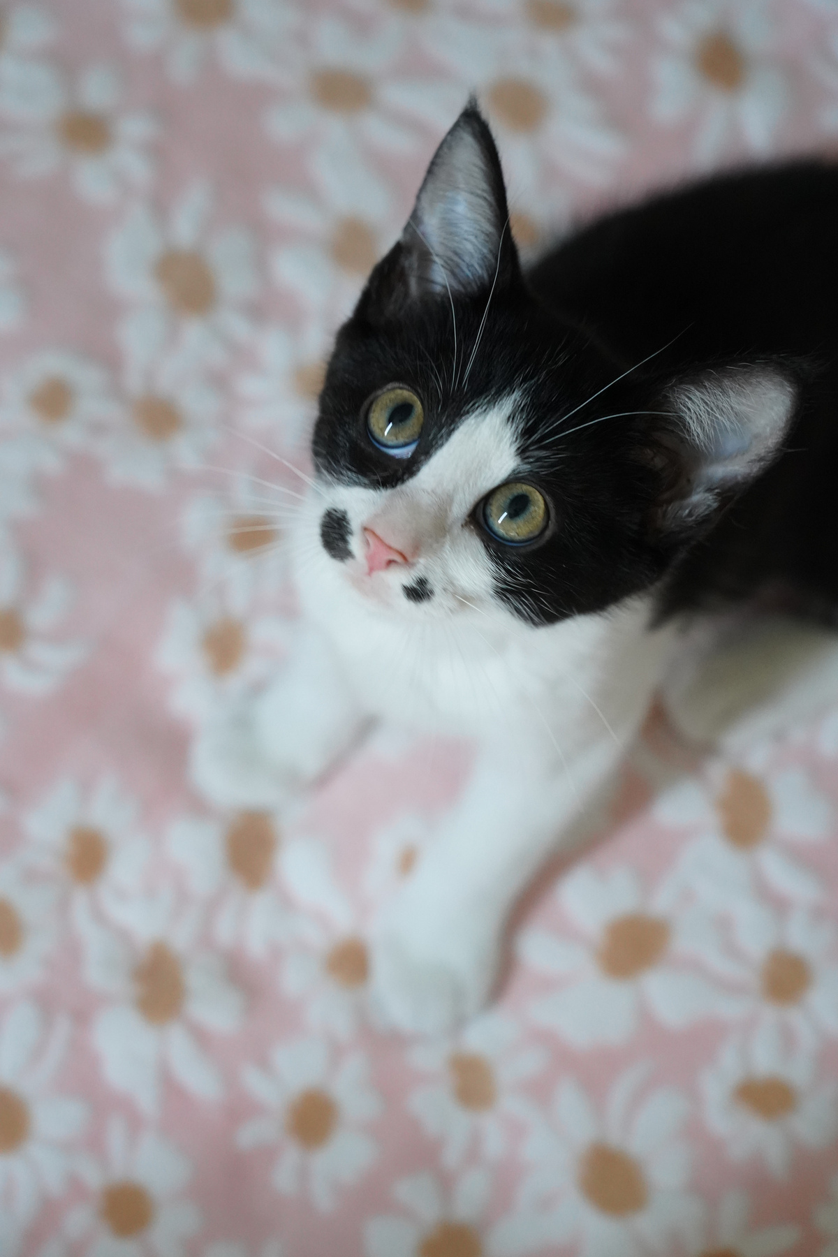 Adoption Saumur