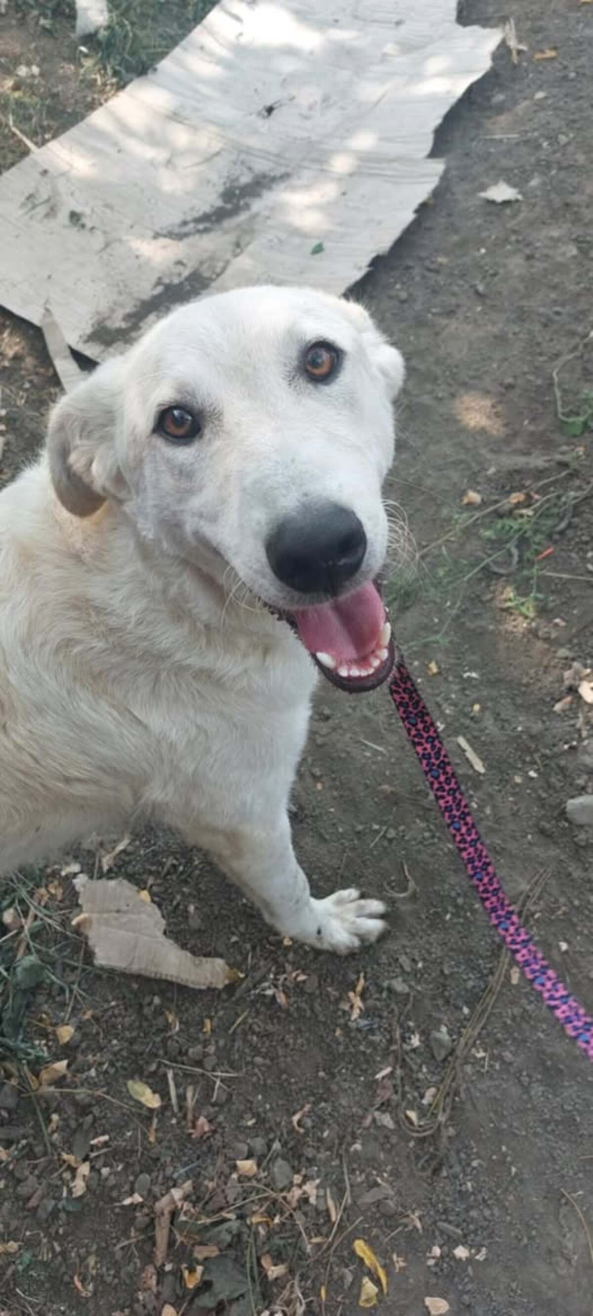 Adoption Ella