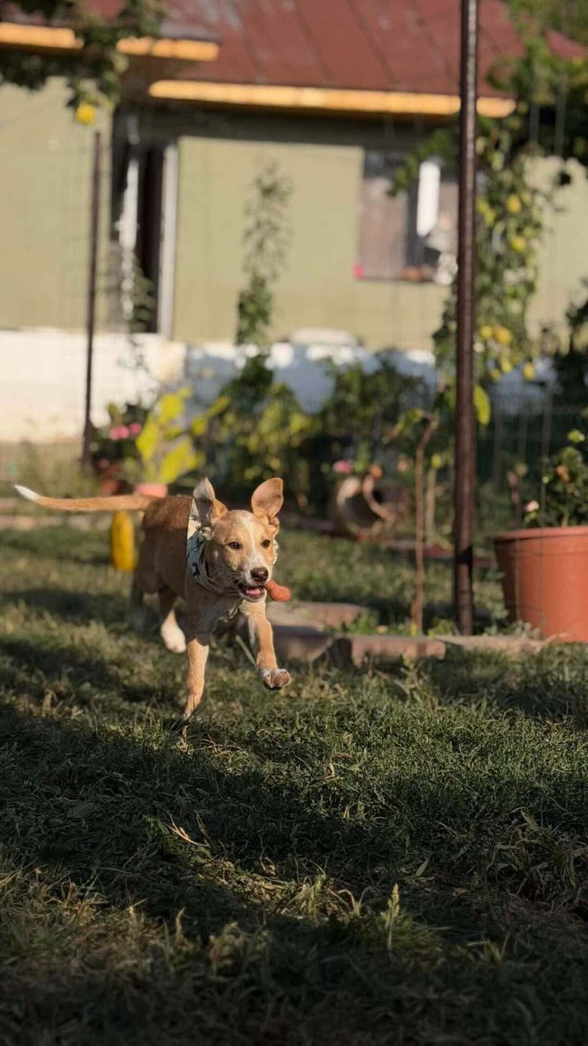 Adoption Anatole