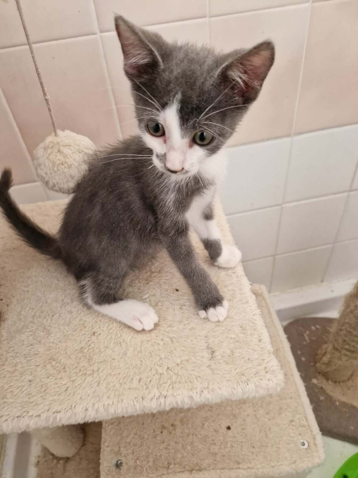 Adoption César
