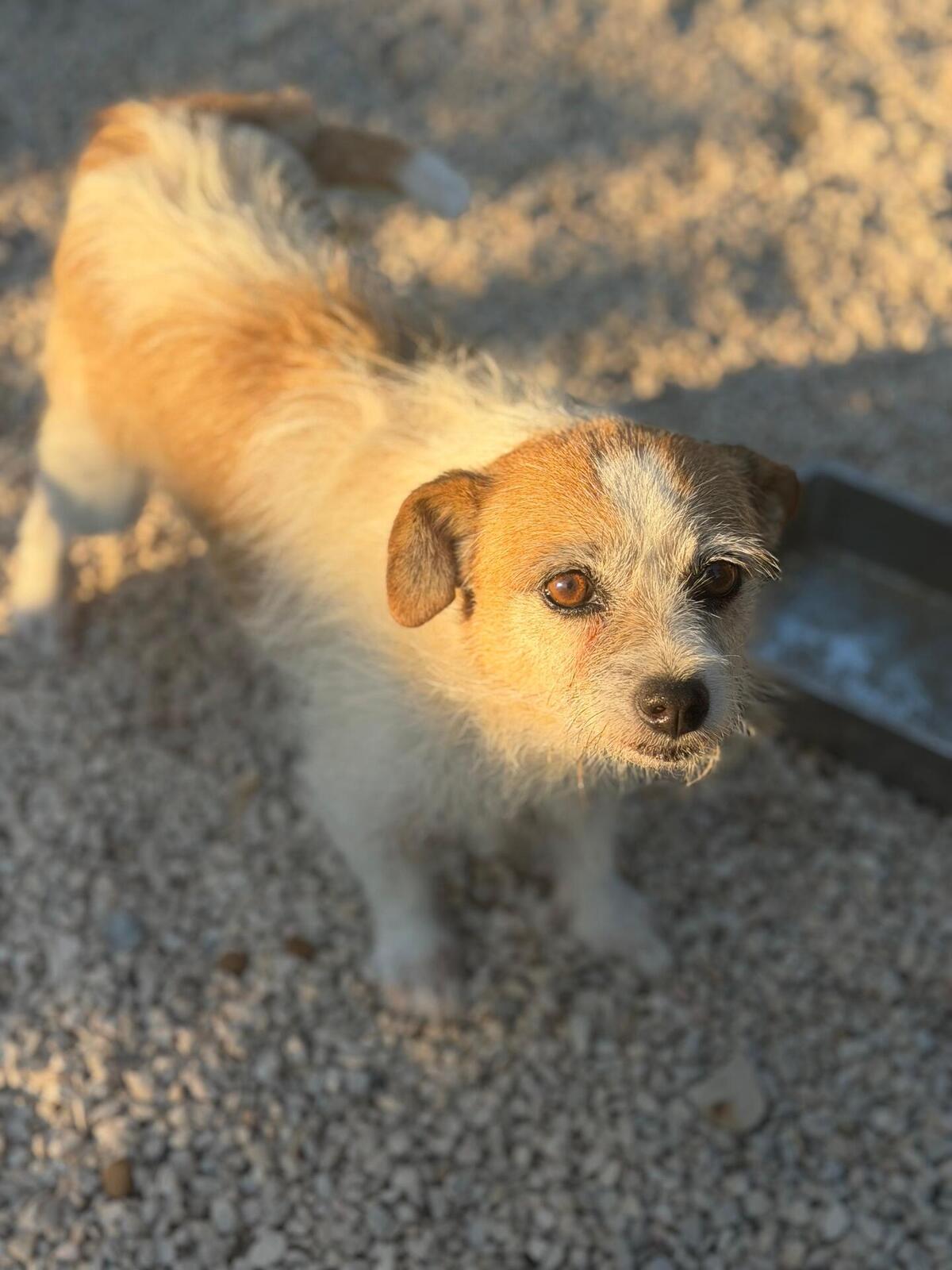 Adoption Pitufa
