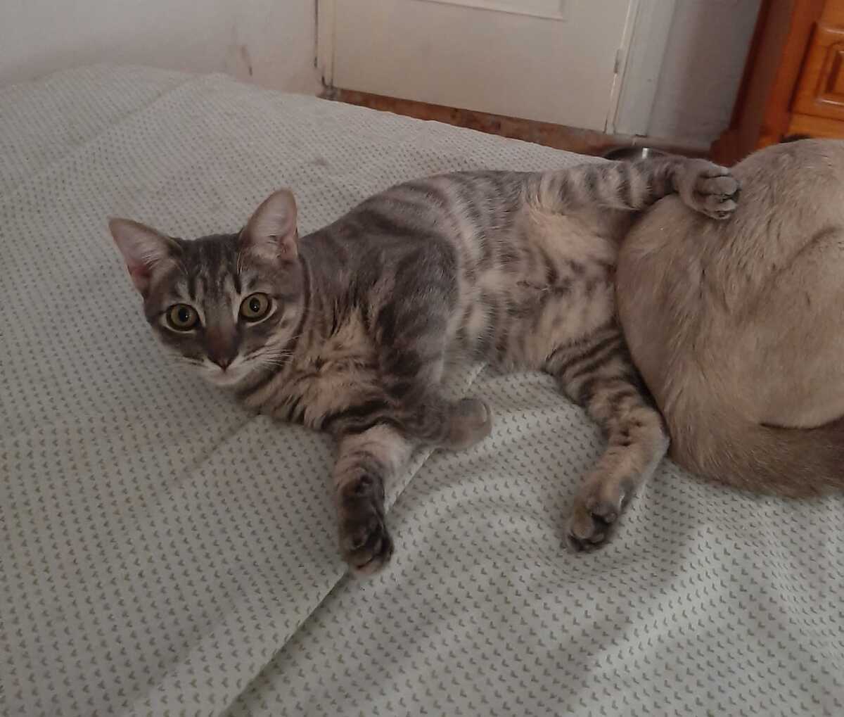 Adoption Olive