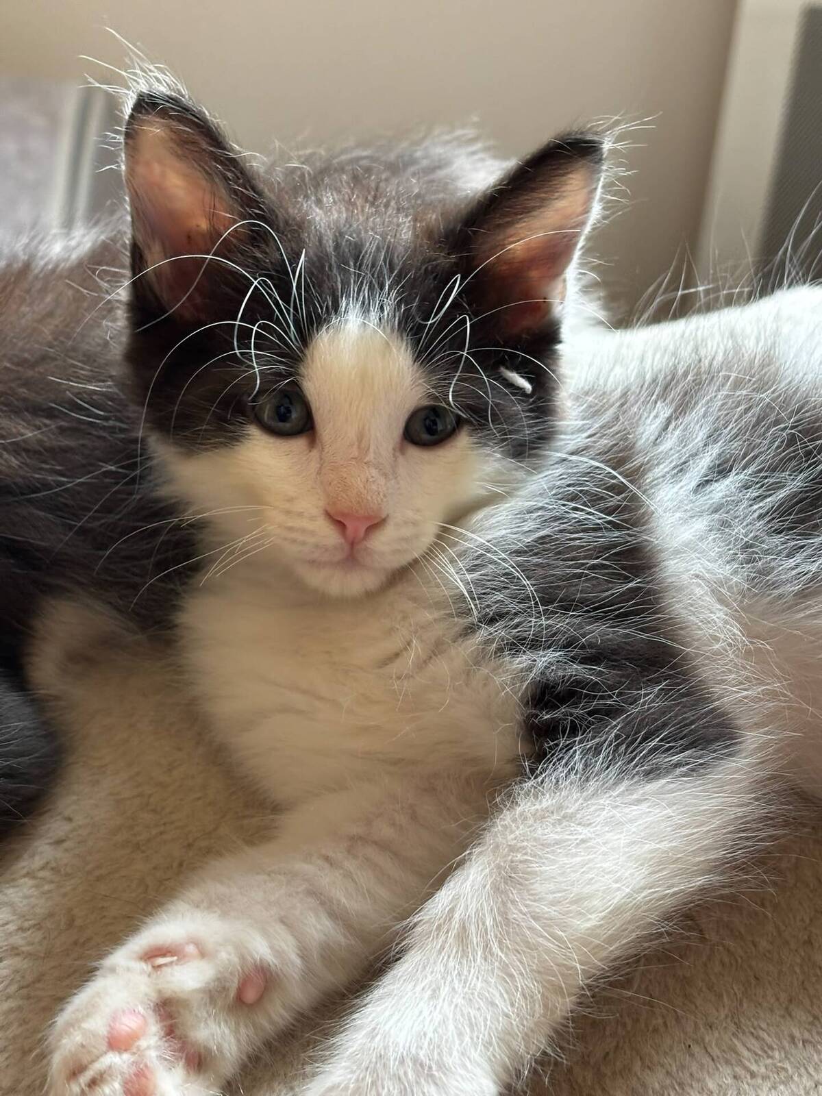 Adoption BACCHUS