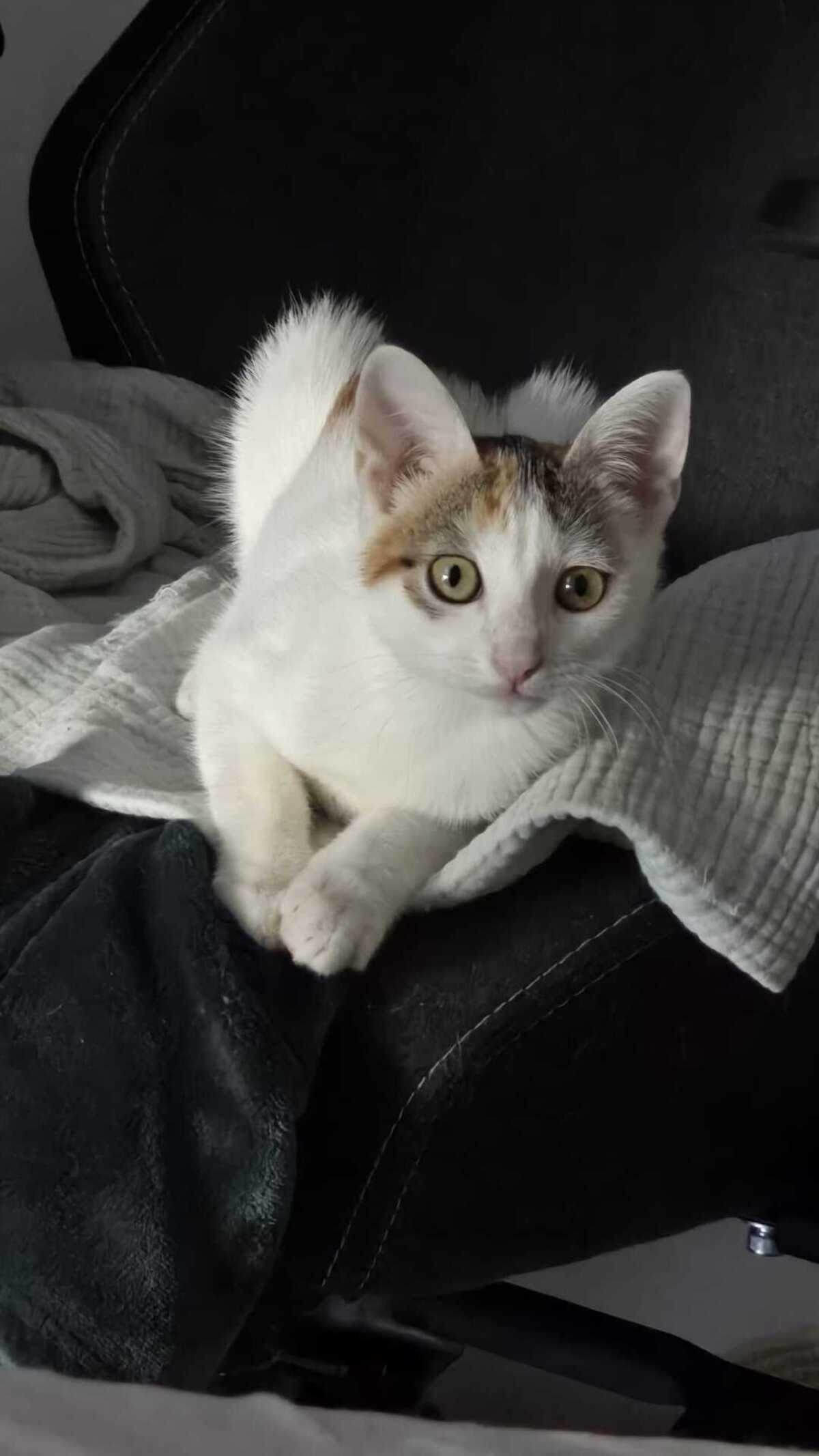 Adoption Bianca