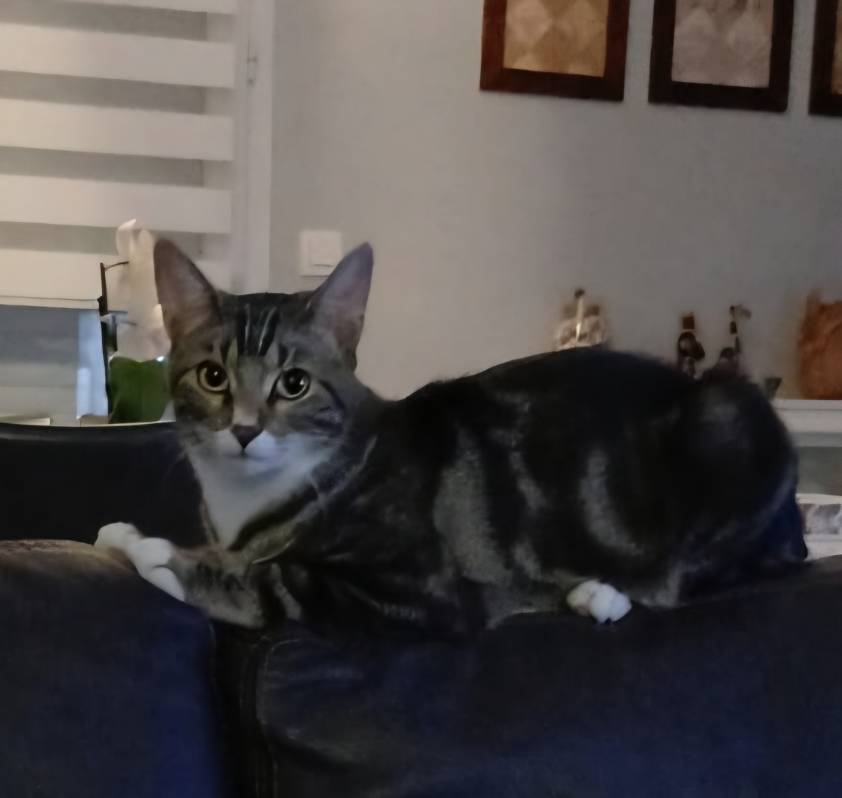 Adoption Athos